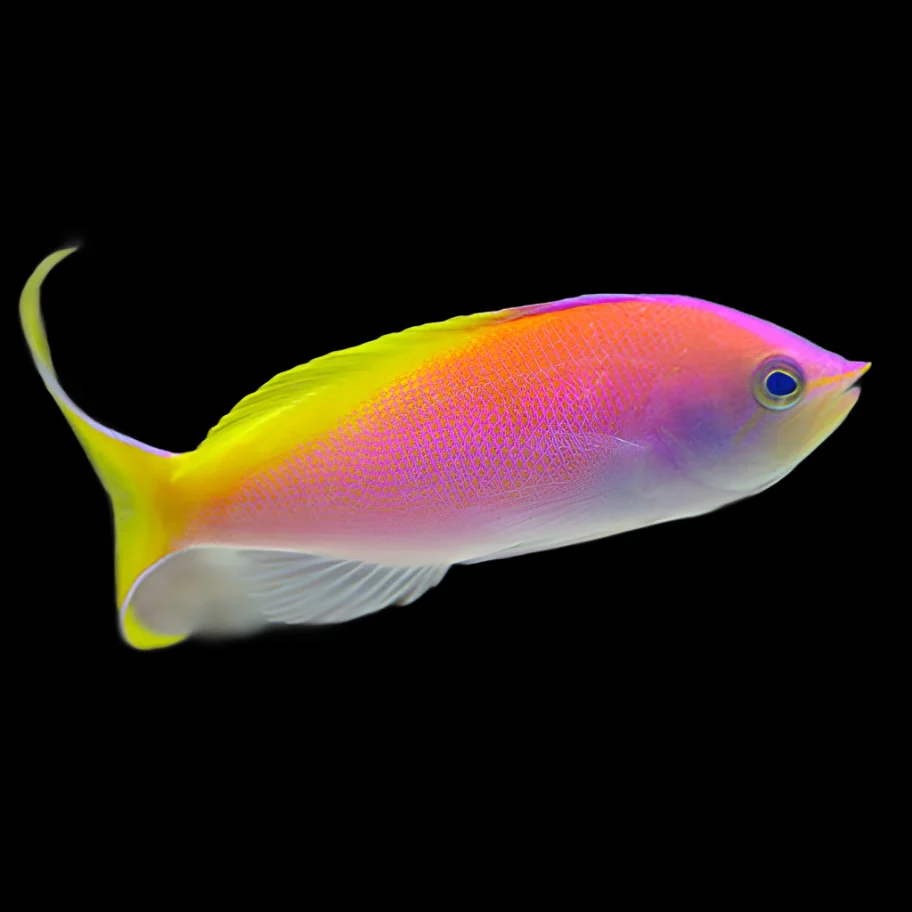 Threadfin Goldie(Nemanthias carberryi)