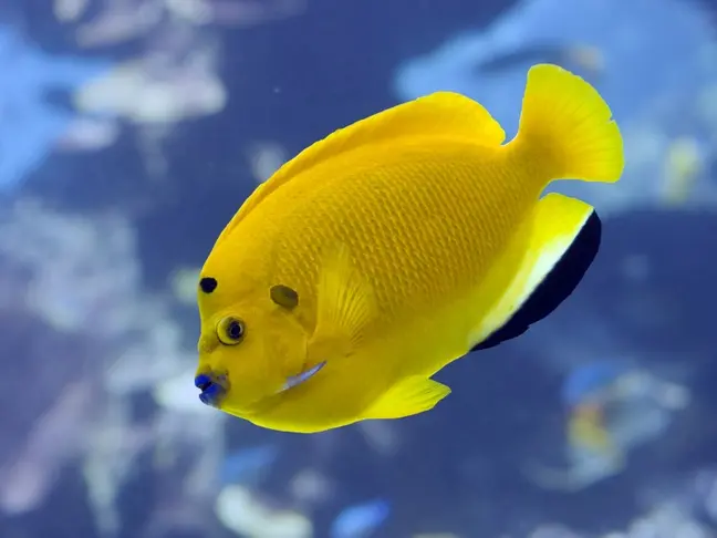 Threespot Angelfish(Apolemichthys trimaculatus)
