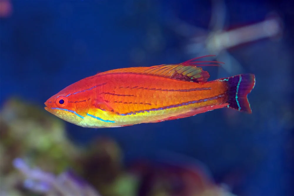 Carpenter Wrasse(Paracheilinus carpenteri)