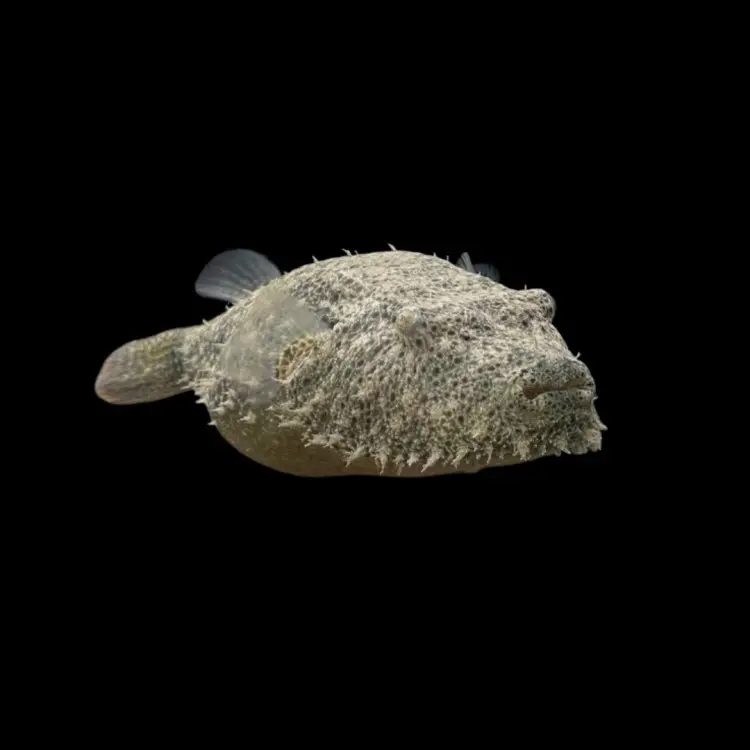 Hairy Puffer Fish(Tetraodon baileyi)