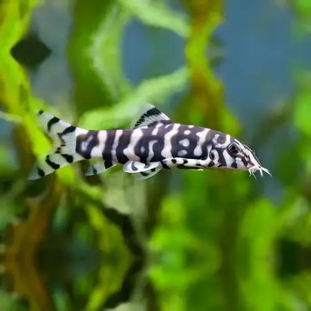 Yoyo Loach(Botia lohachata)