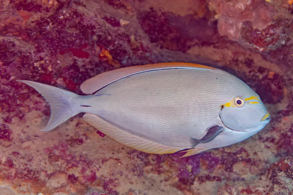 striped surgeonfish(Acanthurus mata) 