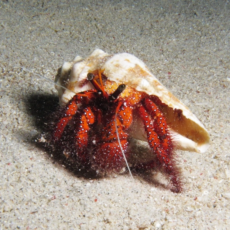 Red Leg Hermit Crab(Dardanus megistos)