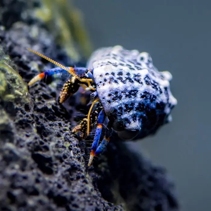 Blue Leg Hermit Crab(Clibanarius tricolor)