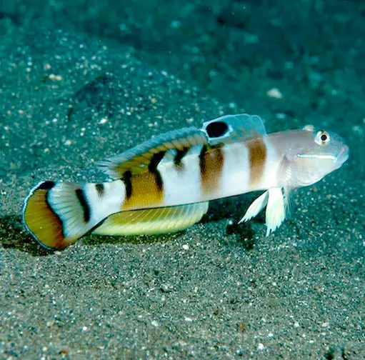 Tiger Goby(Valenciennea wardii)