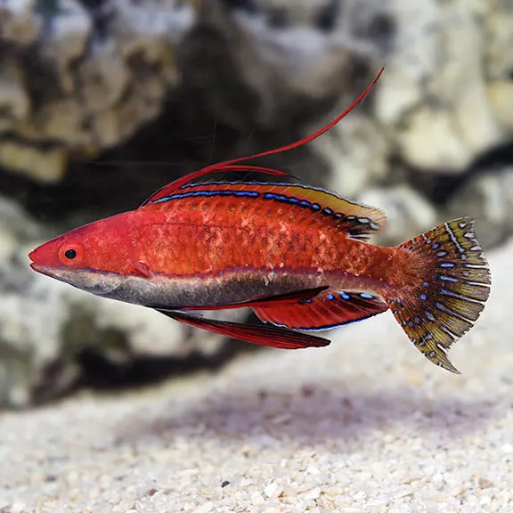 Red Wrasse( Cirrhilabrus rubriventralis)