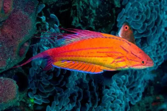 Filamented Wrasse(Paracheilinus filamentosus)