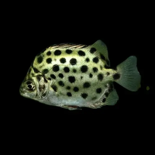 Green Scats(Scatophagus argus)