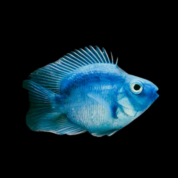 Blue Parrot fish