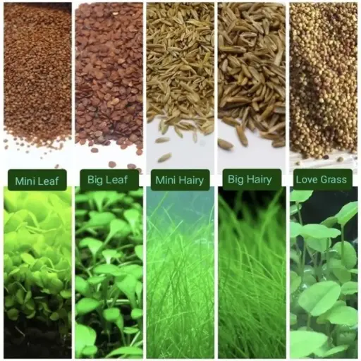 [AQP-2045] Plant Seeds FLD-01 To 07