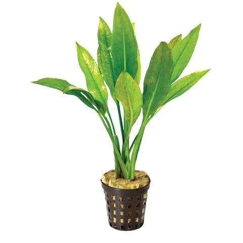 [AQP-738] Assorted Pot Plant