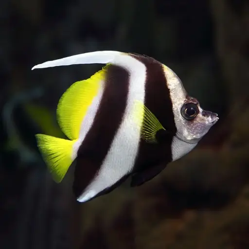 White Bannerfish(Heniochus acuminatus)