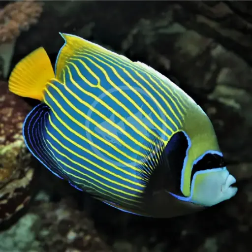 Emperor Angelfish (Pomacanthus Imperator)