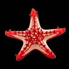 [AQP-138] C Knob Star Fish Mix