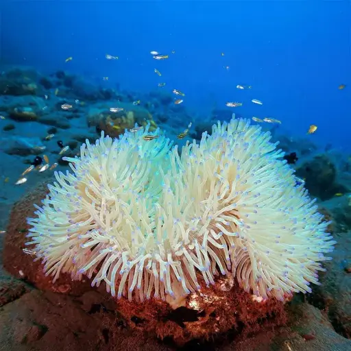 [AQP-780] Sand Anemone(Radianthus Simplex)