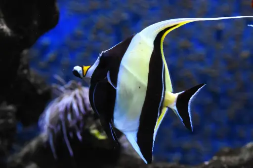 Moorish Idol(Zanclus cornutus)