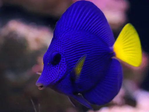 Purple Tang(Zebrasoma xanthurus)