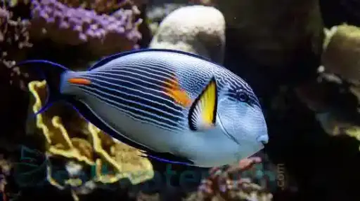 Sohal Tang(Acanthurus Sohal)