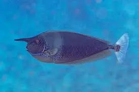 Spotted Unicorn Fish(Neso Brevirosrtris)