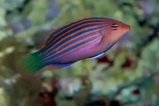 Sixstriped Wrasse(Pseudocheilinus hexataenia)
