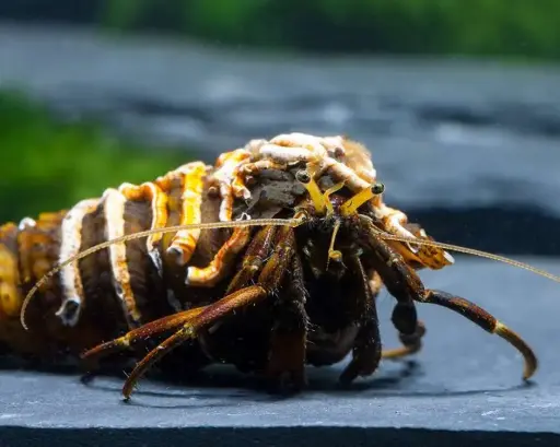 East African Hermit Crab(Calibanarius africanus)