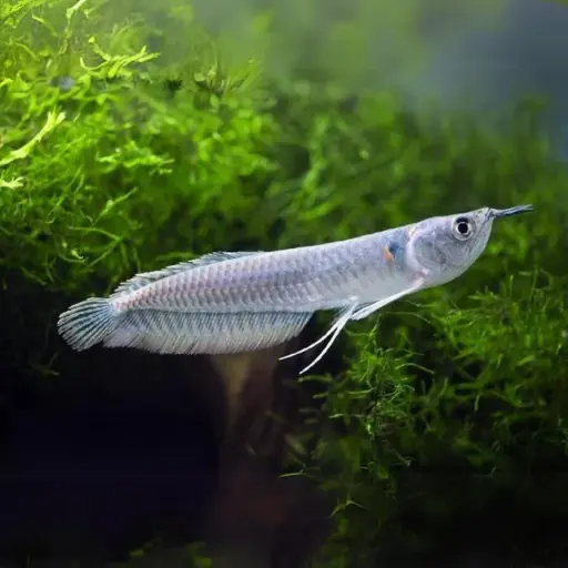 [AQP-1482] Silver Arowana(Osteoglossum bicirrhosum)