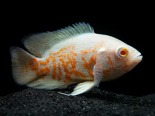 [AQP-246] Assorted Oscar(Astronatus Ocellatus)
