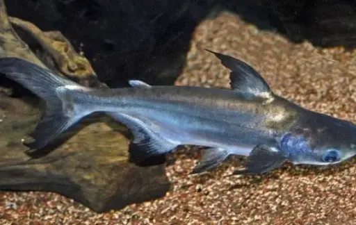 [AQP-405] Cat Fish Black(Siluriformes)