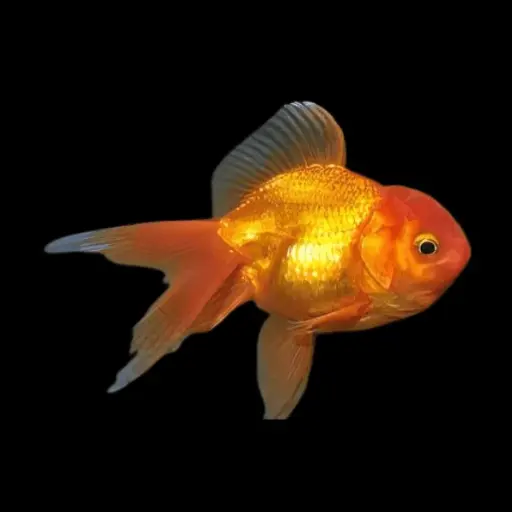 [AQP-466] Oranda (GoldFish)(Carassius auratus)