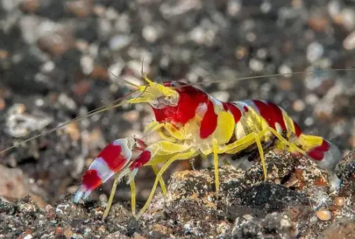 [AQP-655] Pistol Shrimp(Alpehus sp)