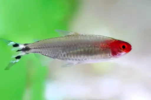 [AQP-730] Rummy Nose Tetra(Hemigrammus bleher)
