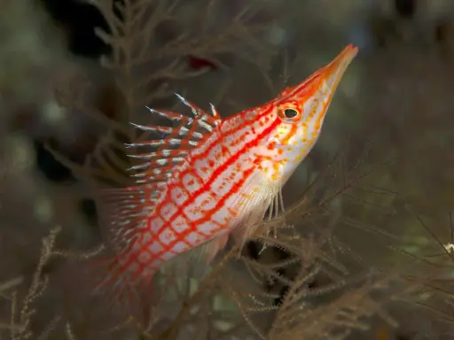 [AQP-903] Long Nose Hawk Fish(Oxycirrhites Typus)