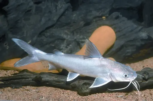[AQP-910]  Cat Fish White(Siluriformes)