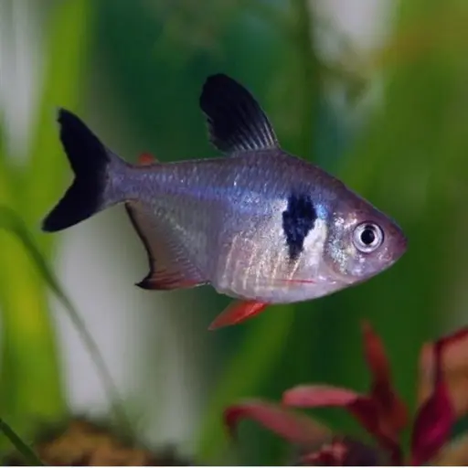 [AQP-915] Black Phantom Tetra(Megalamphodus megalopterus)
