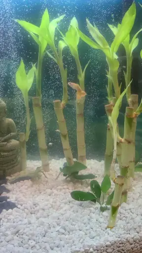 [AQP-947] Natural Bamboo (M) 