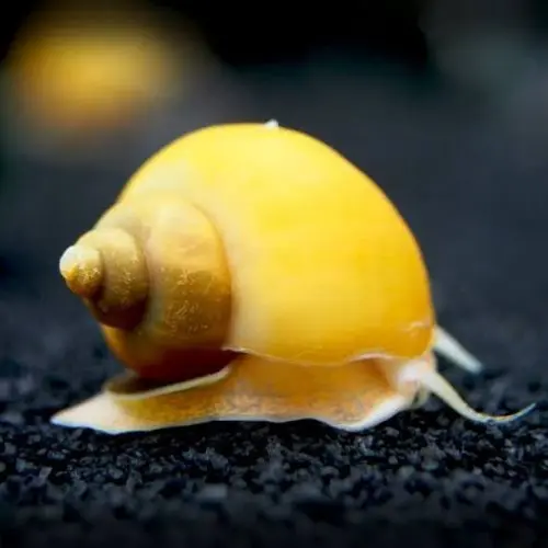 [AQP-2139] Apple Snail