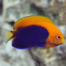African Pigmy Angelfish(Centropyge acanthops)