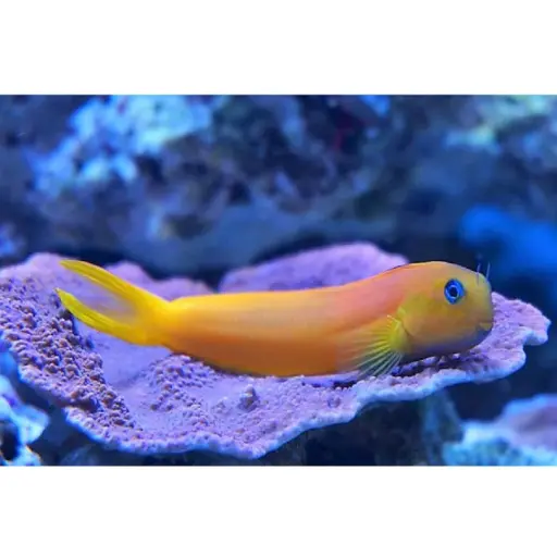 [AQP-103] Golden Blenny(Ecsenius midas)