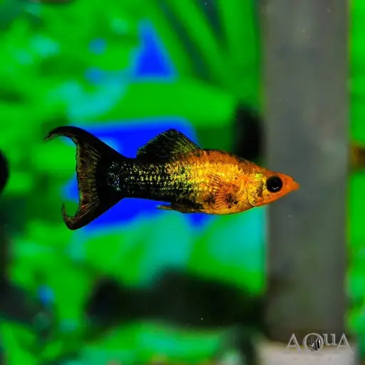 [AQP-2018] Golden Black Molly(Poecilia sphenops)