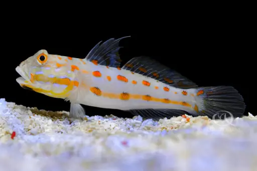 [AQP-228] Diamond Gobi(Valenciennea puellaris)