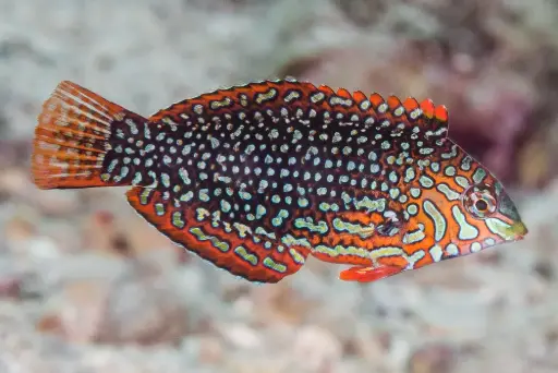 [AQP-721] Matara Wrasse(Macropharyngodon ornatus)