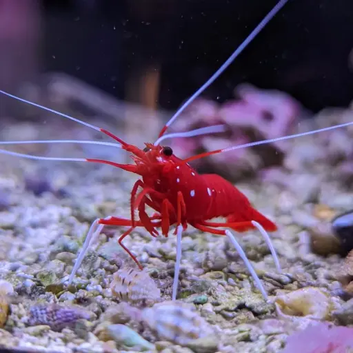 [AQP-208] Fire Shrimp(Lysmata Debelius)