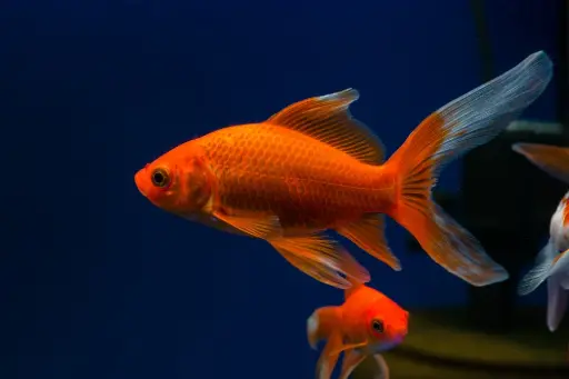[AQP-255] Red Comet(Carassius auratus)