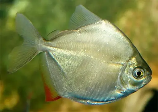 [AQP-243] Silver Dollar(Metynnis argenteus)