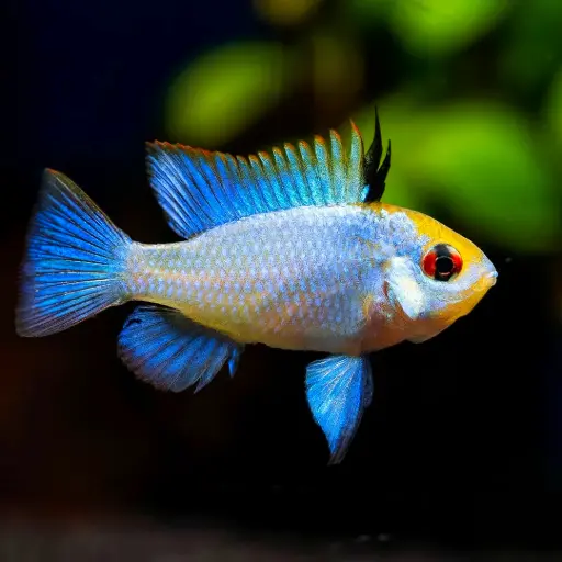 [AQP-920] Assorted Ramrazi(Mikrogeophagus ramirezi)