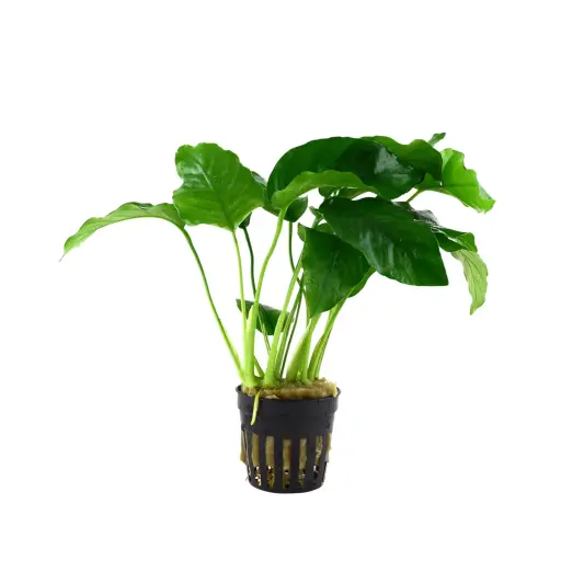[AQP-1057] Anubias Pot Plant
