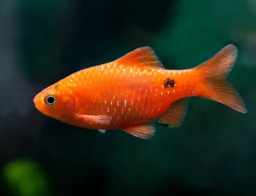 [AQP-1243] Rosy Barb(Pethia conchonius)