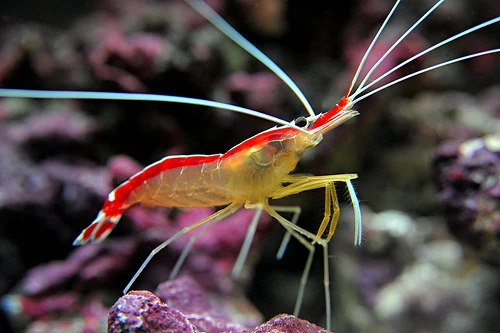 [AQP-125] Cleaner Shrimp(Lysmata Amboinensis)