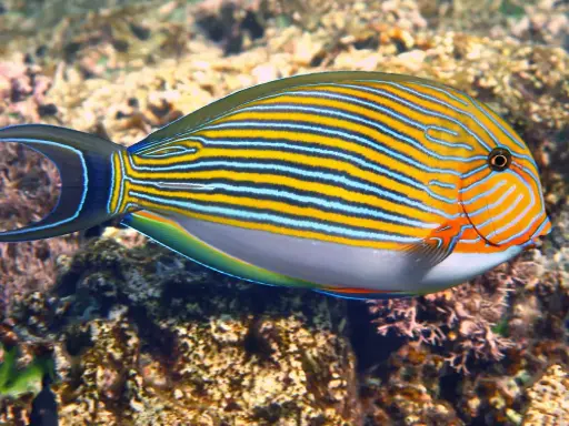 [AQP-220] Clown Tang( Acanthurus lineatus)