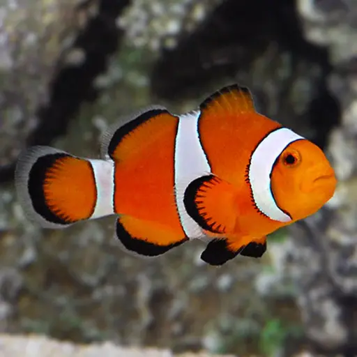 [AQP-0076] Ocellaris Clownfish(Amphiprion Ocellaris)
